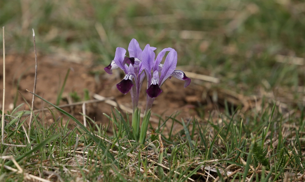 Изображение особи Iridodictyum kolpakowskianum.