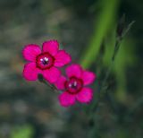 Dianthus deltoides