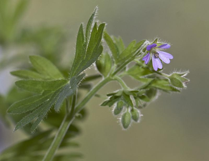 Изображение особи Geranium pusillum.