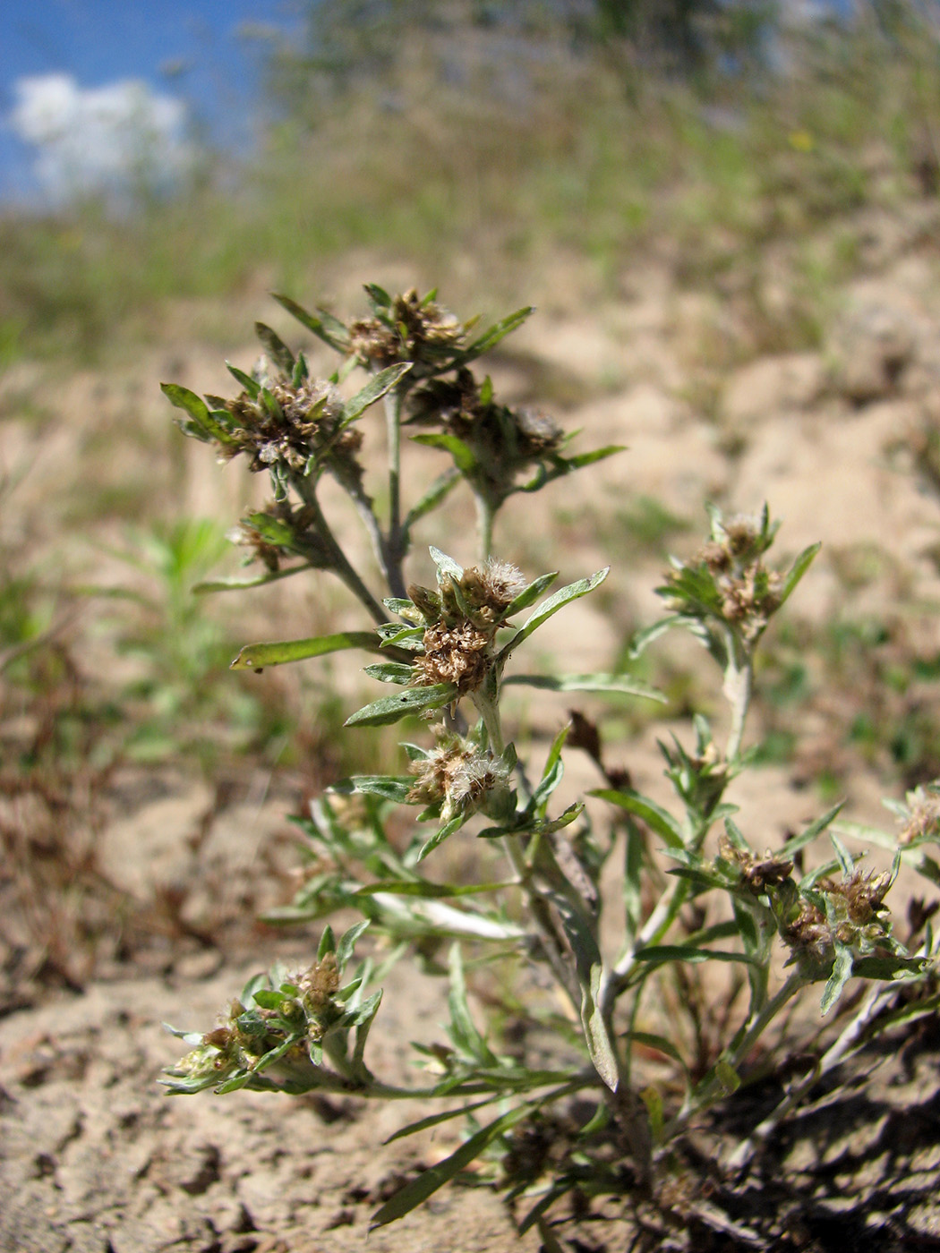 Изображение особи Gnaphalium uliginosum.