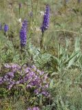 Veronica spicata подвид bashkiriensis