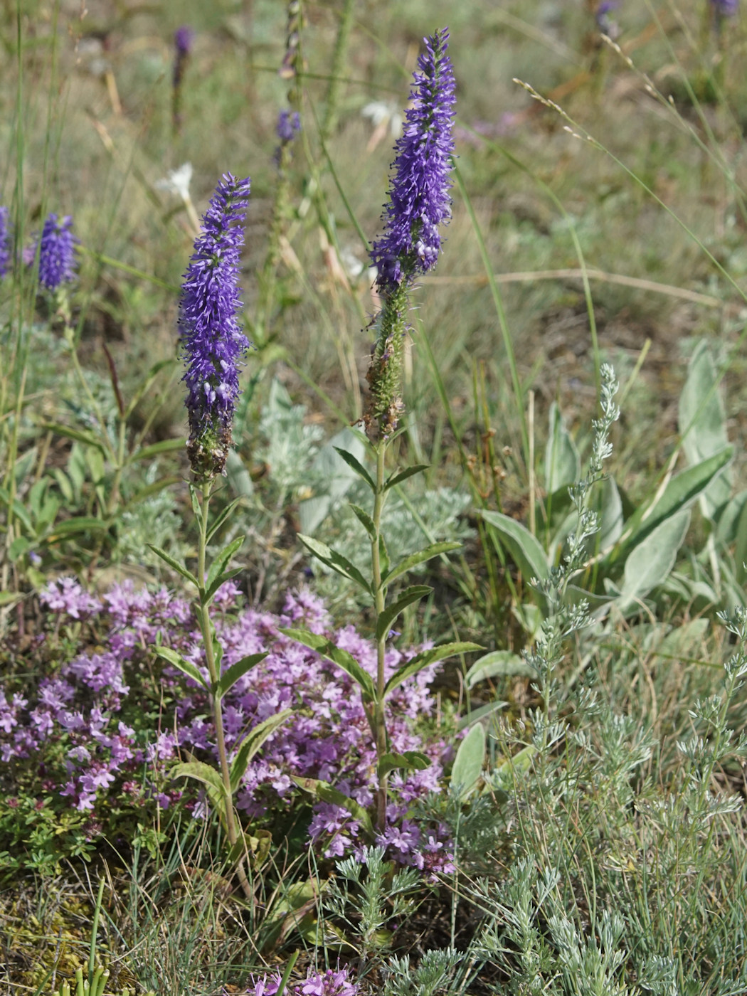 Изображение особи Veronica spicata ssp. bashkiriensis.