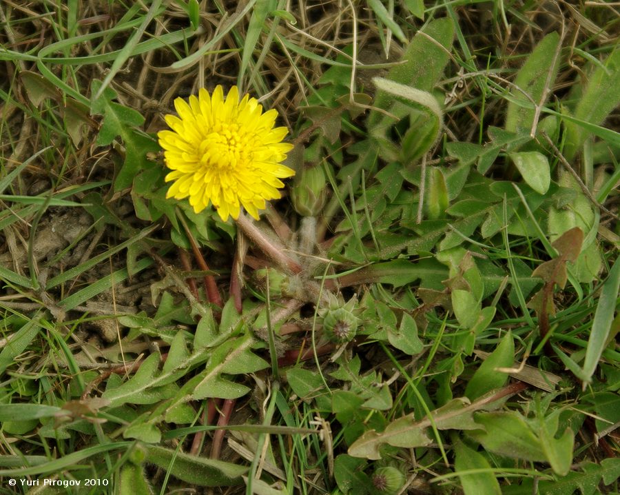 Изображение особи род Taraxacum.