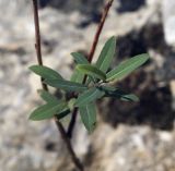 genus Salix. Побег. Крым, окр. с. Соколиного, Большой Каньон, русло р. Аузун-Узень. 17.08.2017.