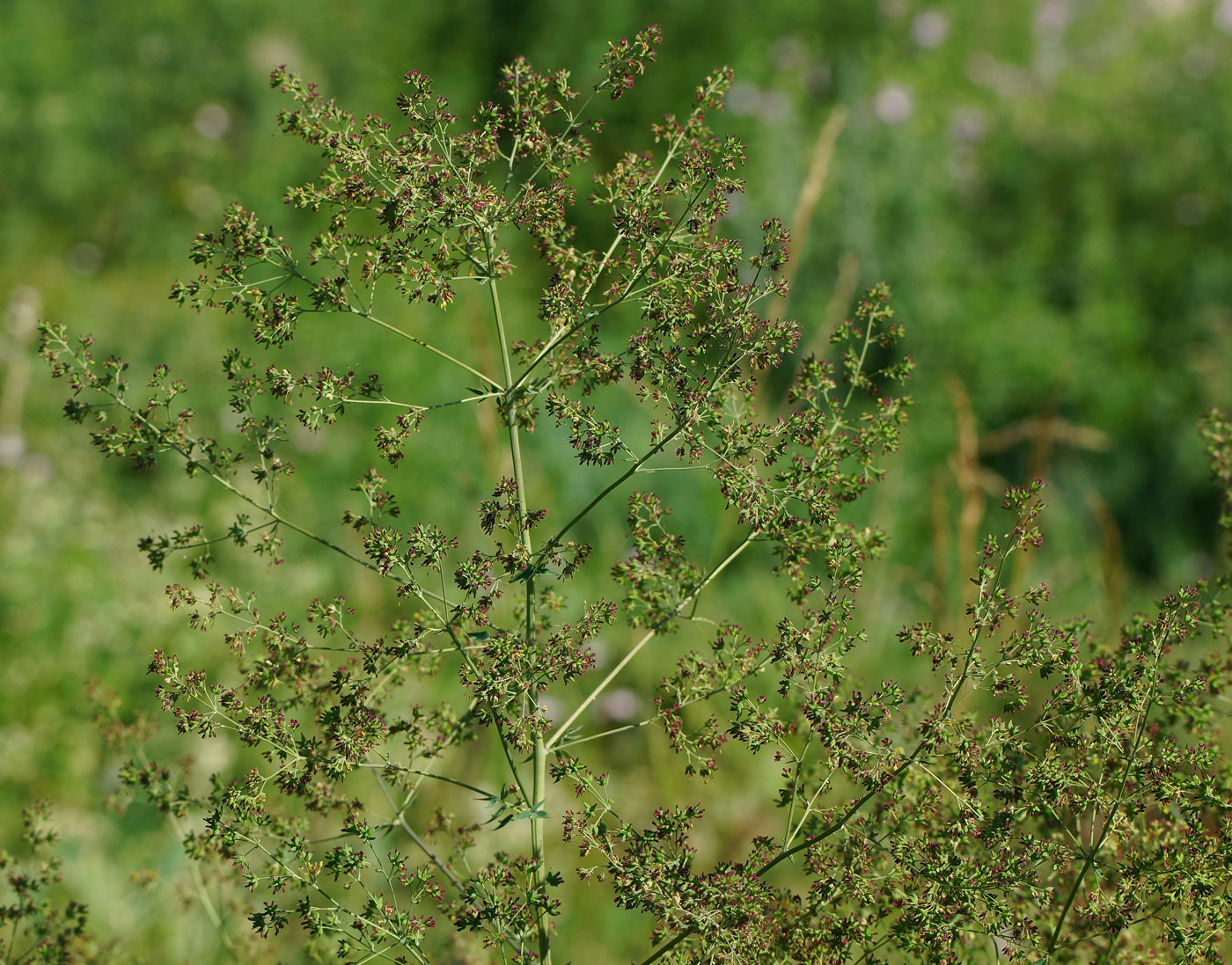 Изображение особи род Thalictrum.