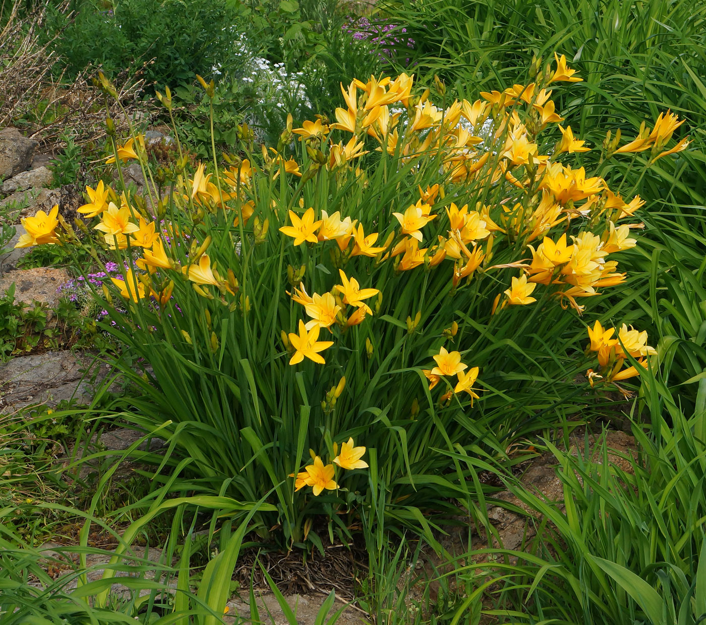 Изображение особи Hemerocallis middendorffii.