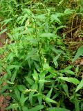 Persicaria hydropiper