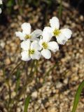 Cardamine victoris. Цветки. Магаданская обл., окр. г. Магадан, п-ов Старицкого, возле болотного ручья. 06.07.2018.