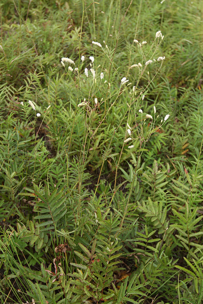 Image of Sanguisorba parviflora specimen.