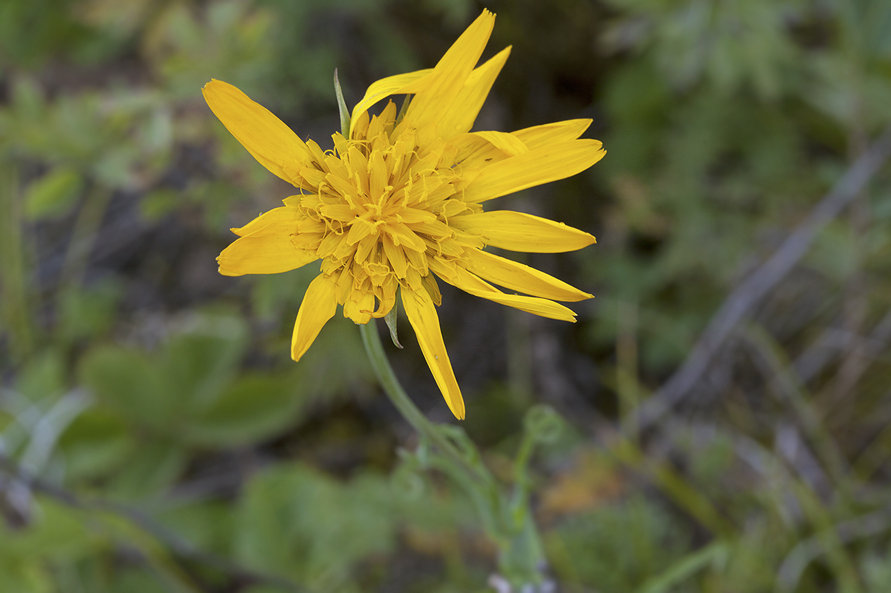 Изображение особи Tragopogon orientalis.