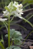 Corydalis solida