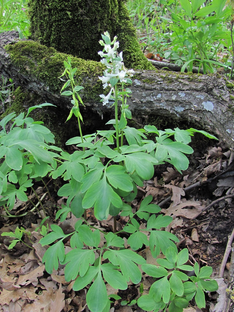 Изображение особи Corydalis cava.