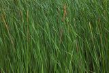 Typha angustifolia. Цветущие растения. Республика Адыгея, г. Майкоп, южная окраина, подножие северной оконечности водораздельного хребта Нагиеж-Уашх, луг, небольшой зарастающий водоём. 30.05.2020.