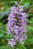 Dactylorhiza saccifera. Соцветие. Карачаево-Черкесия, Домбай, устье ущ. р. Аманауз, 1650 м н.у.м. 19.07.2010.