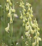 Aconitum barbatum. Части соцветий. Республика Алтай, Усть-Коксинский р-н, окр. урочища Маральник 3, луг. 28.07.2020.