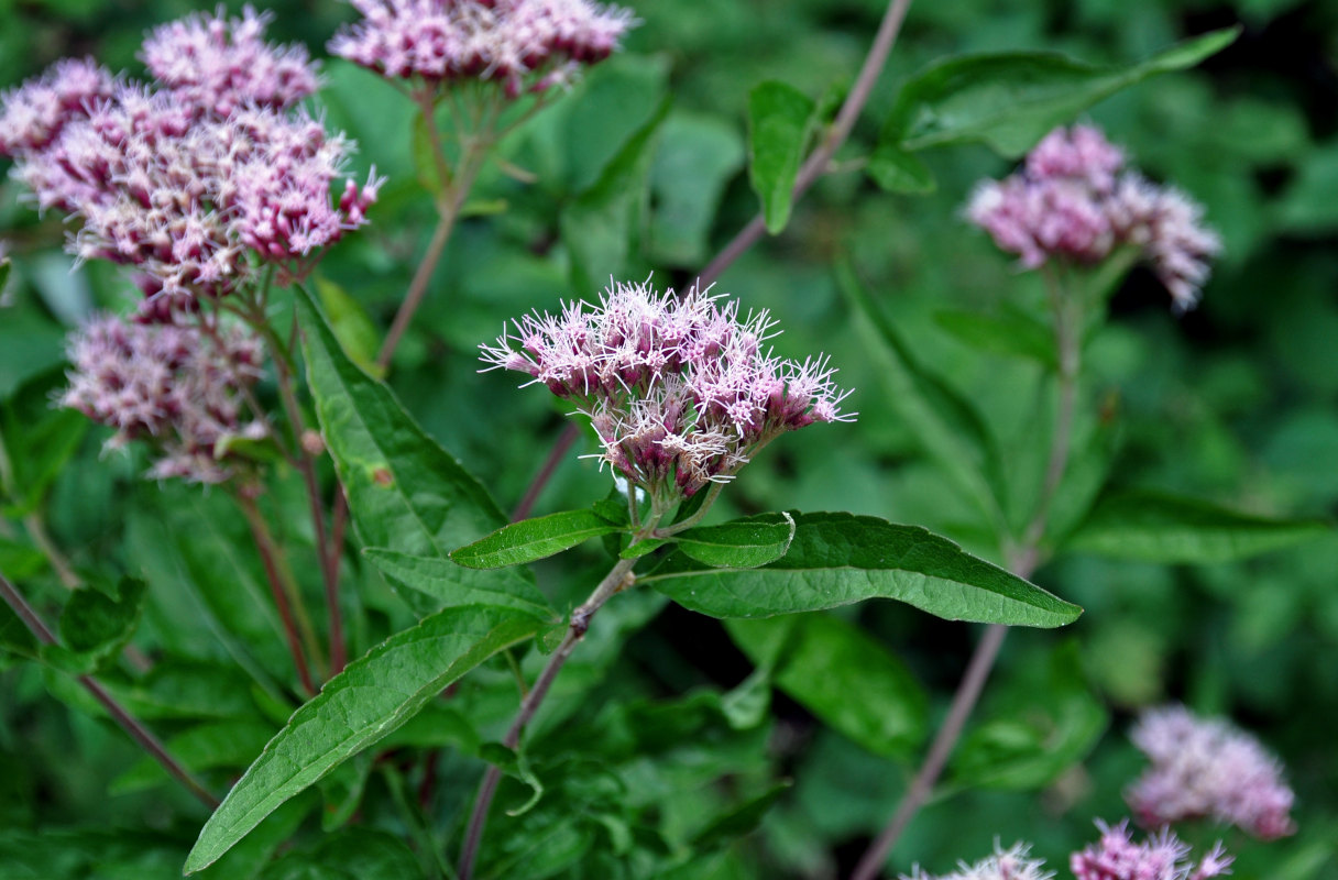 Изображение особи Eupatorium cannabinum.