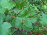 Acer campestre. Лист с галлами клещей. Краснодарский край, Абинский р-н, окр. пос. Новый, широколиственный лес. 27.05.2020.