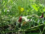 Astragalus farctissimus