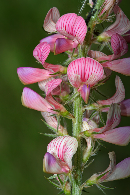 Изображение особи Onobrychis arenaria.