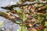 Alisma plantago-aquatica