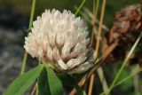 Trifolium pratense. Соцветие (гипохромная форма). Мурманская обл., Кандалакшский р-н, окр. с. Ковда у дамбы; лев. берег р. Ковда близ эстуария, периодически заливаемый(?) низкотравный каменистый луг. 05.08.2022.