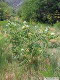 Astragalus eximius