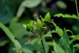 Hypericum gebleri