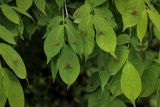 Euonymus pauciflorus