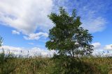 Robinia pseudoacacia