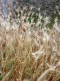 Hordeum murinum