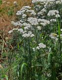 Achillea nobilis. Верхушки цветущих растений. Армения, обл. Гегаркуник, берег оз. Севан, окр. монастыря Севанаванк, ≈ 1900 м н.у.м., луговой склон. 23.06.2022.