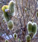 Salix lanata