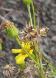 Senecio vernalis