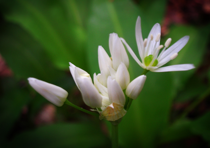 Изображение особи Allium ursinum.
