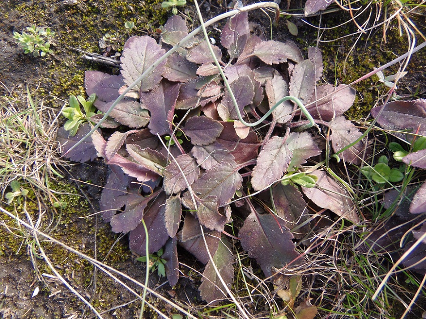 Изображение особи Veronica spicata.