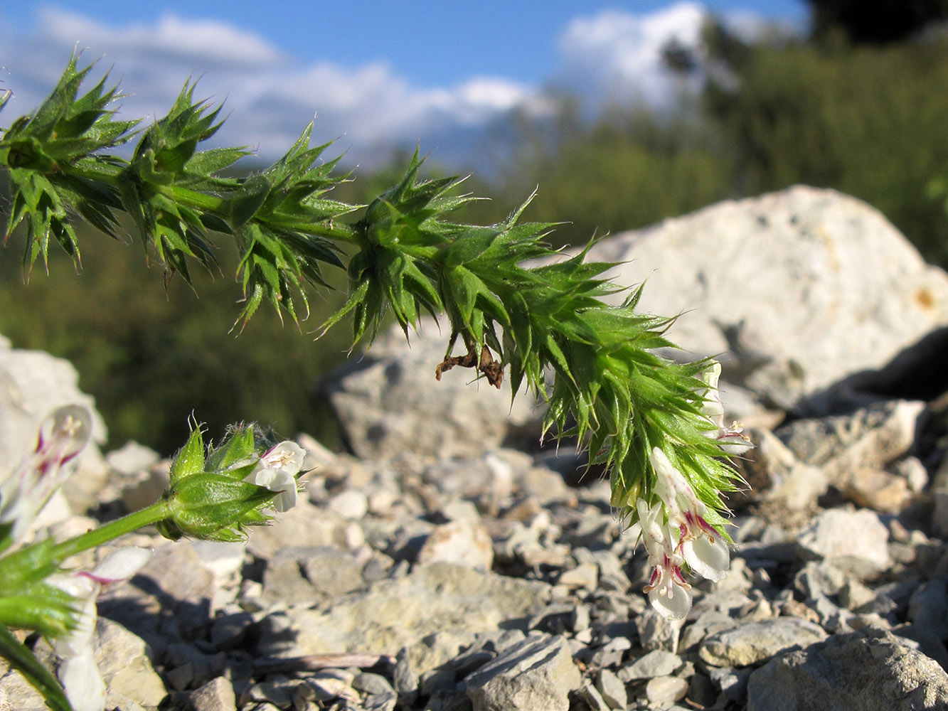 Изображение особи Stachys atherocalyx.