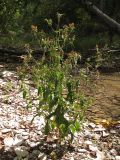 Silene noctiflora