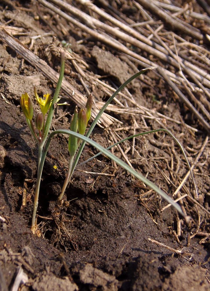 Изображение особи Gagea erubescens.