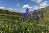 Delphinium brachycentrum