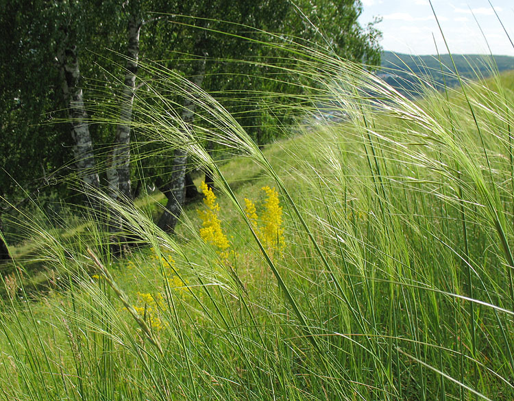 Изображение особи Stipa capillata.