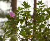 Rhododendron ledebourii. Верхняя часть куста с цветком (вторичное цветение). Алтай, окр. п. Манжерок. 23.08.2009.