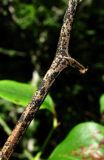 Smilax excelsa. Часть отмершего побега с микромицетами. Краснодарский край, Сочи, окр. с. Ахштырь, лес. 16.07.2015.