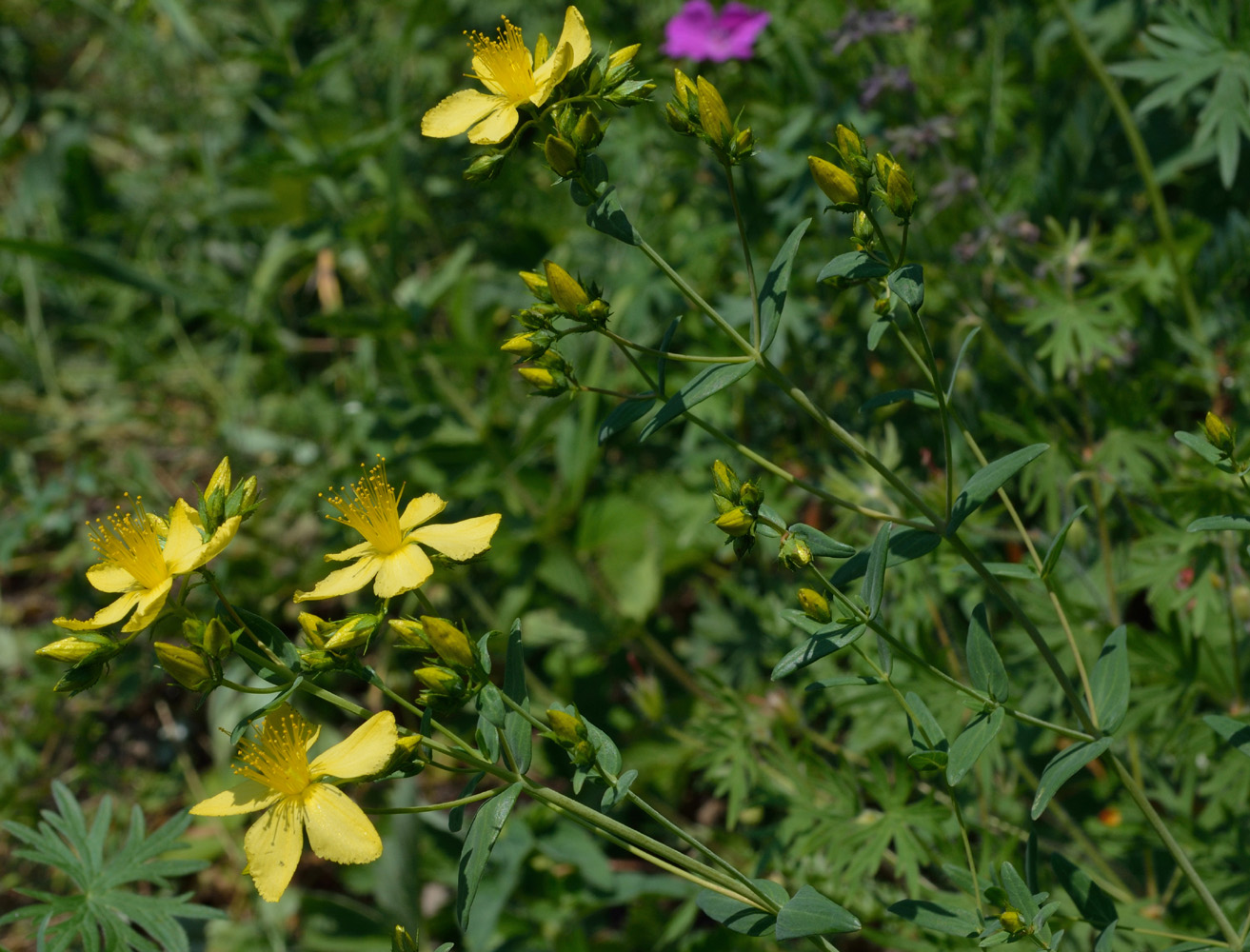 Изображение особи Hypericum elegans.