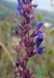 Salvia tesquicola. Часть соцветия. Самарская обл., окр. г. Жигулёвск, гора Могутова, на уступе открытого известнякового склона. 20 июля 2015 г.