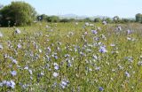 Cichorium intybus