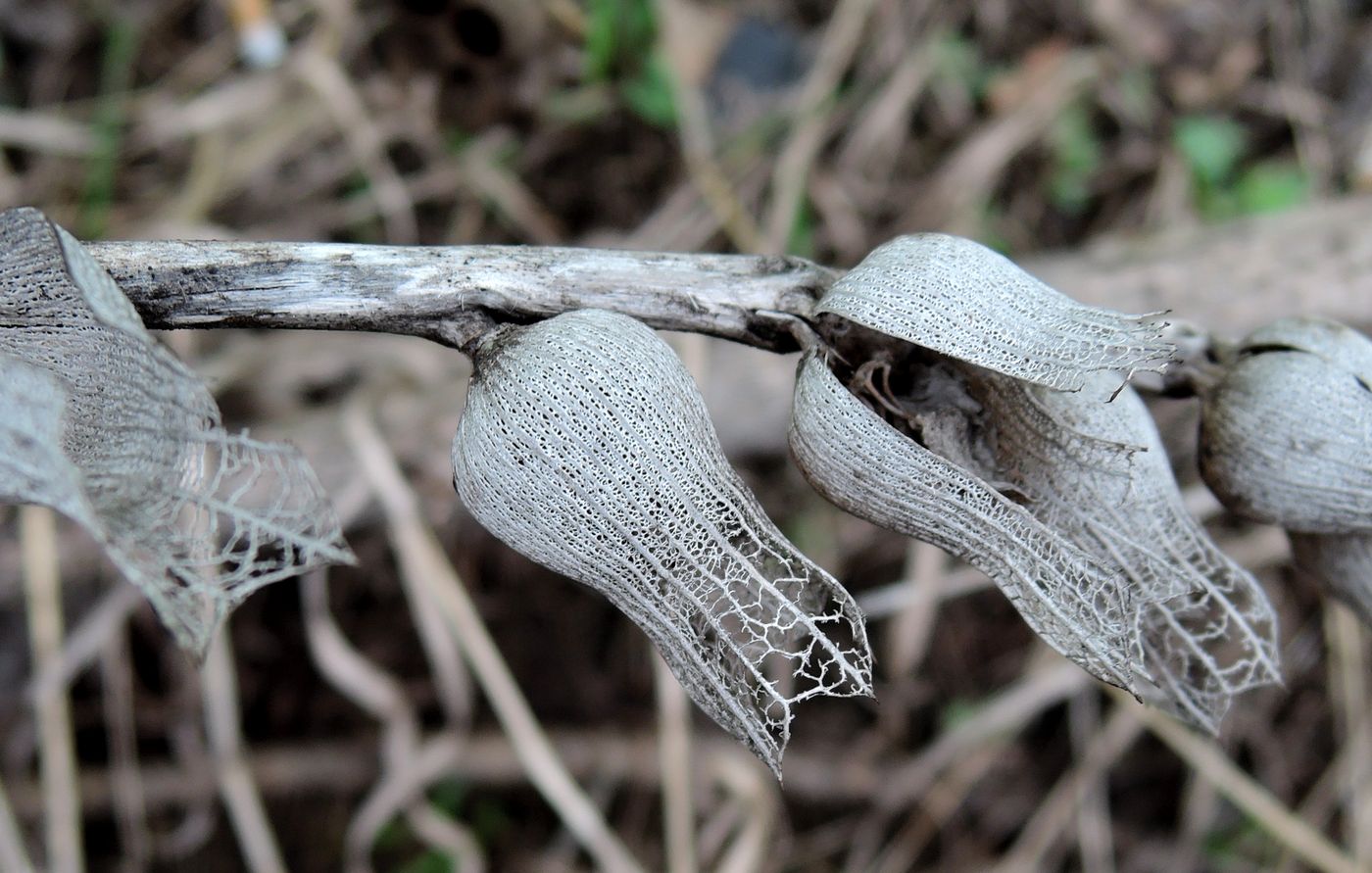 Изображение особи Hyoscyamus niger.