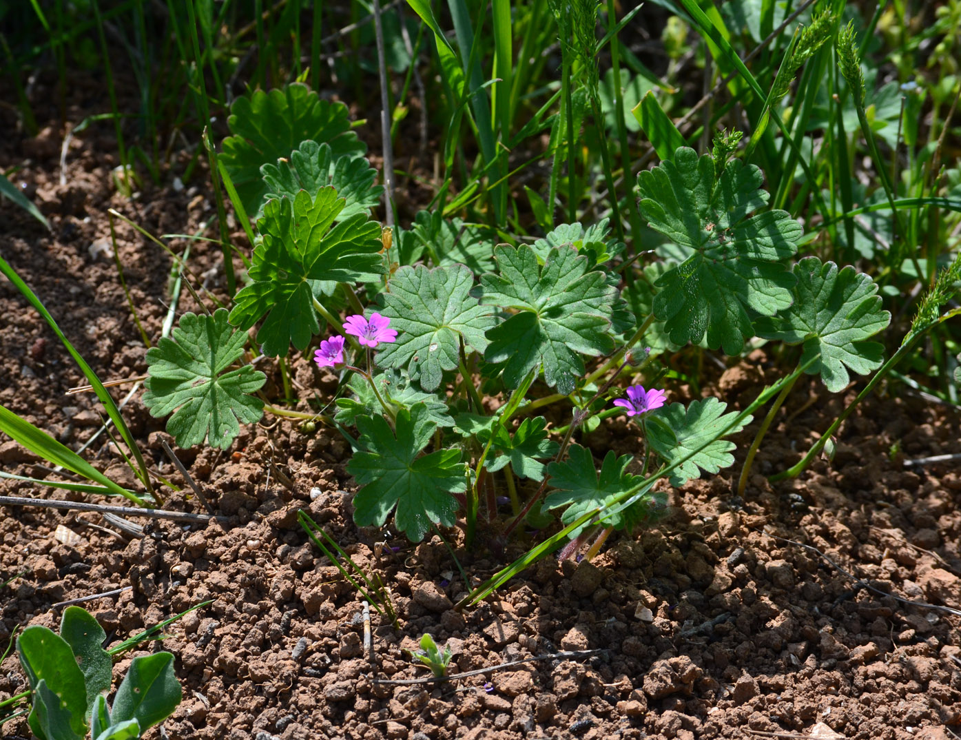 Изображение особи Geranium molle.