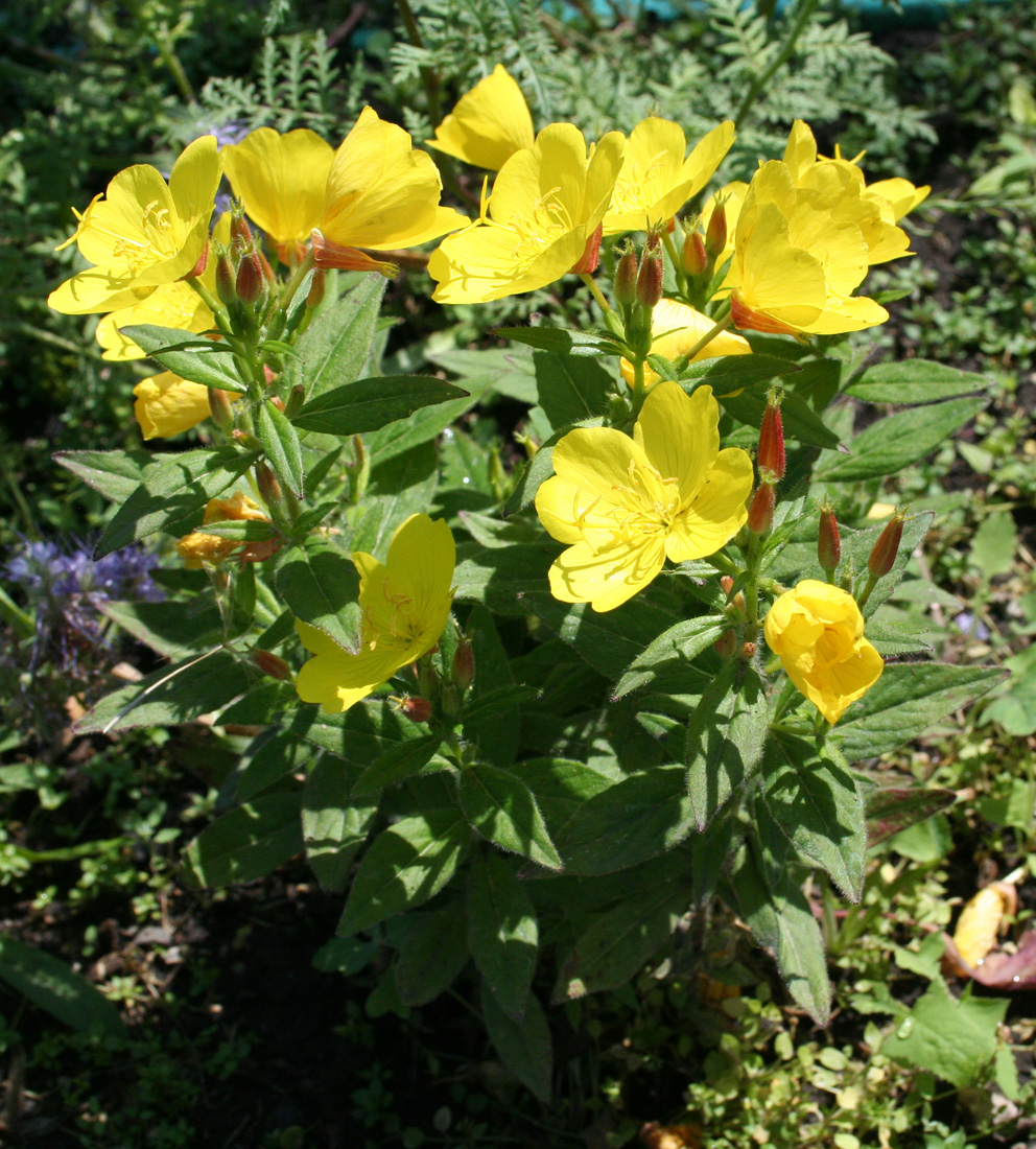 Изображение особи Oenothera pilosella.