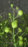 Crambe pinnatifida. Часть соплодия. Крым, окр. Феодосии, подножье южного склона хр. Узунсырт, отвалы старого карьера среди степи. 16 июня 2016 г.