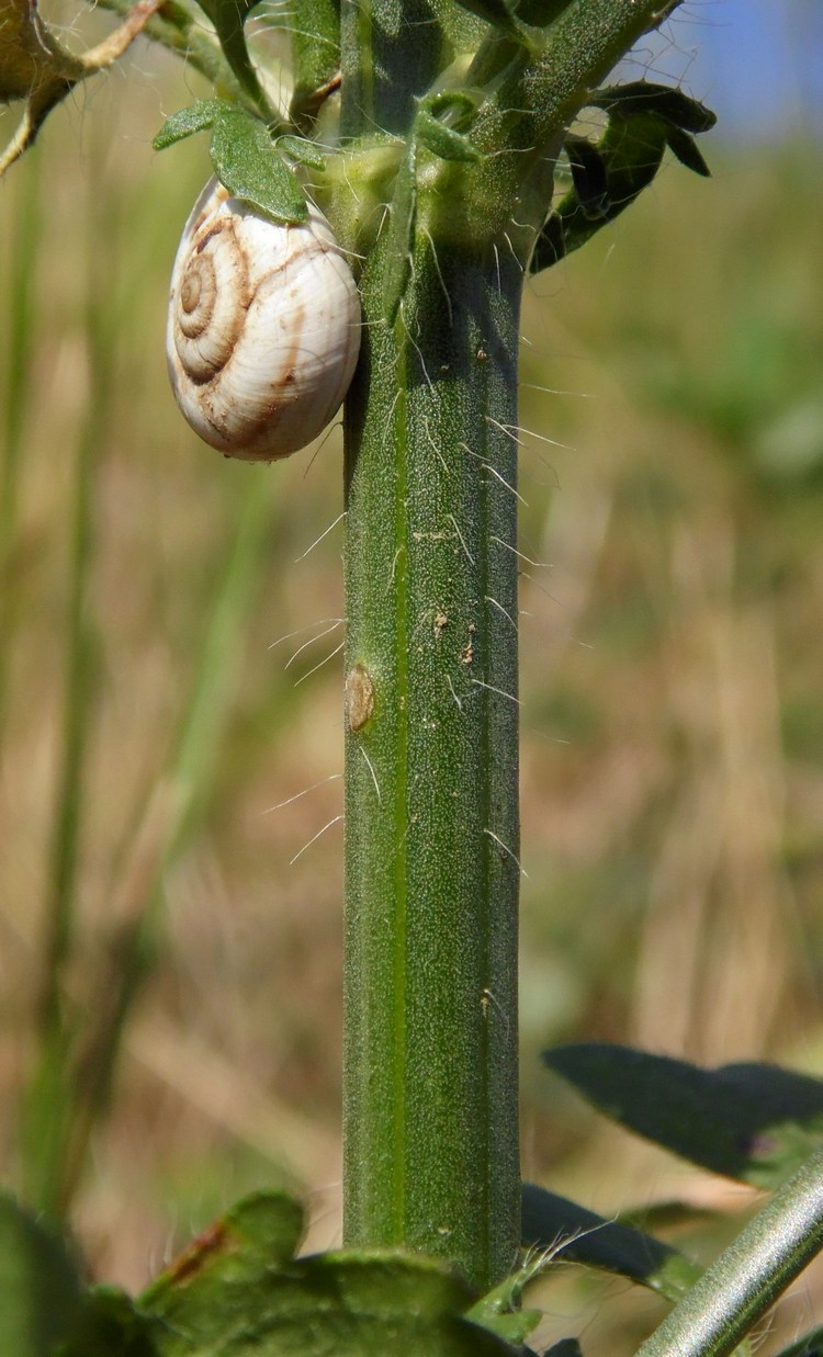 Изображение особи Cephalaria transsylvanica.